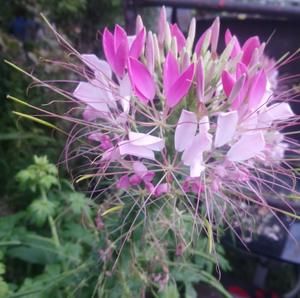 Meet your Posher, Rose